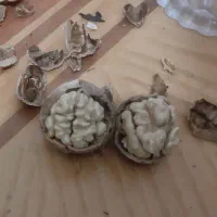 گردو طالقان پر چرب سفید