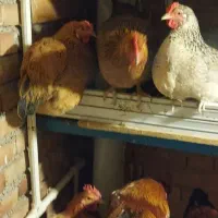 فروش مرغ و خروس|حیوانات مزرعه|ارومیه, |دیوار