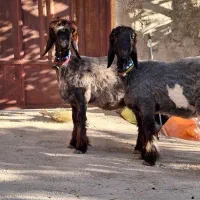 بره ماده جنس درجه یک