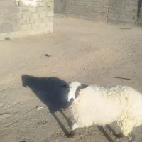 یه عدد بره ماده قیمت 14میلیون