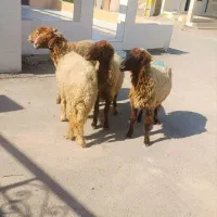 گوسفند