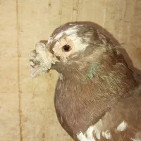 کبوتر.کفتر (معاوضه)
