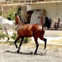 فروش اسب مادیان دره شور ، مادیون