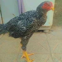 خروس لاری شیش ماهه خار زن|کلکسیون سکه، تمبر، اسکناس|مشهد, شهید احمدی روشن|دیوار