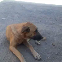 ماده سگ نژاددار براسرپرستی