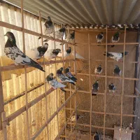 کبوتر پاکستانی تیدی