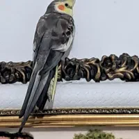 معاوضه