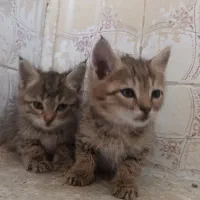 واگذاری گربه