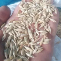 جو درجه یک|حیوانات مزرعه|مرودشت, کناره|دیوار