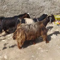 بزچپیش تیبز بزچاچاق|حیوانات مزرعه|خرم‌آباد, |دیوار