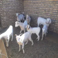 بز و بزغاله آبستن سانَن|حیوانات مزرعه|باخزر, |دیوار