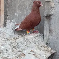 کبوتر دمسفید