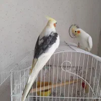 عروس جفت دوکت