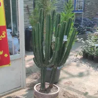 کاکتوس افوربیا