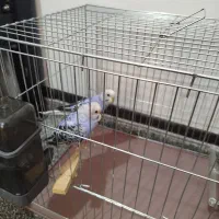 مرغ عشق اصل استرالیا