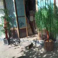 دوعدد درختچه|گل مصنوعی|بروجرد, |دیوار