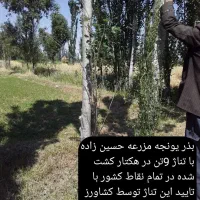 بذر یونجه پایه بلند با تناژ 9تن درهکتار