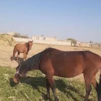 سه تا اسب اروم ویورقه|اسب و تجهیزات اسب‌سواری|سرولایت, |دیوار