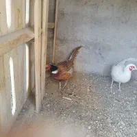 مرغ بلژیکی و هلندی|حیوانات مزرعه|هشتگرد, تهران دشت|دیوار