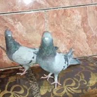جفت‌سبزپشت بسته