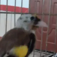 سهره نیم رنگ جوجه خرم آبادی