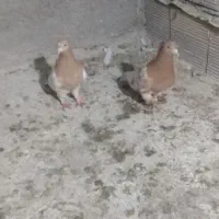 کبوتر|پرنده|جغتای, |دیوار