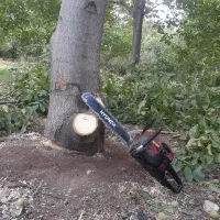 خرید چوب درخت|خدمات باغبانی و درختکاری|خرم‌آباد, |دیوار