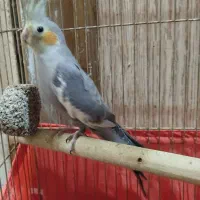 عروس هلندی سینامون ماده