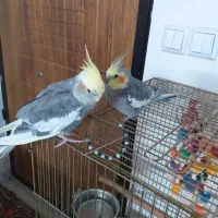 یک جفت عروس هلندی