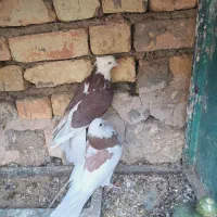 کبوتر شازده و ابلغ|پرنده|مبارکه, |دیوار