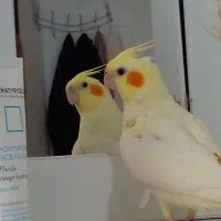 یک جفت عروس هلندی لوتینو سالم و سرحال