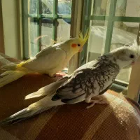 دوتا جوجه دوماهه