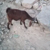 کاژیله جوان داشتی گوشتی کیلوهم به فروش میرسد