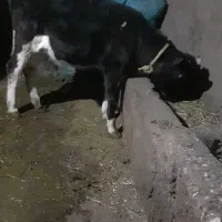 گاو شیری جوان|حیوانات مزرعه|سراب, |دیوار