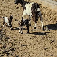 ۳ عدد بز|حیوانات مزرعه|مشهد, کارمندان دوم|دیوار