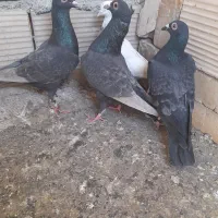 پرشی|پرنده|اسفراین, |دیوار