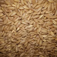 گندم دیمی زنجان  قیمت ۲۹ تومان