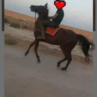 سلام اسب نرم برای سواری