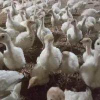 جوجه بوقلمون بیوتی|حیوانات مزرعه|مشگین شهر, |دیوار