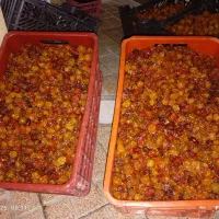آلو خورشتی|خوردنی و آشامیدنی|تهران, نعمتآباد|دیوار