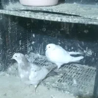 سلام ۳جفت کبوتر به فروش میرسد