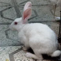 خرگوش نر|موش و خرگوش|مشهد, ثامن|دیوار