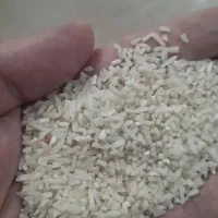 نیمدانه طارم هاشمی