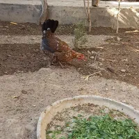 مرغ لری عشایری کرچ