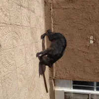 سگ ژرمن بلک نر|سگ|کرمان, |دیوار