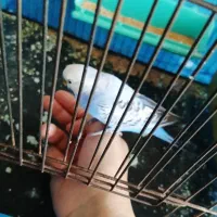 مرغ عشق نر و ماده دستی