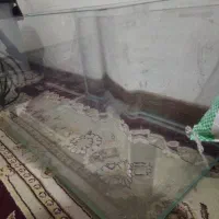 آکواریوم کبوتر دورگ پلاکی