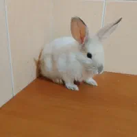 خرگوش عوض با پرنده