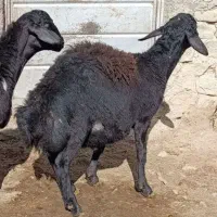 بره قره قزل|حیوانات مزرعه|قره پشتلو, |دیوار