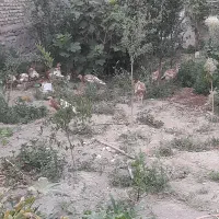 بوقلمون بورن بورن